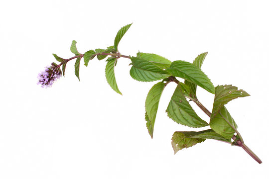 Mint mentha pulegium herbs