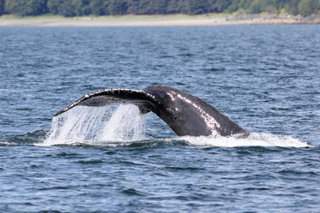 Fototapeta premium Humpback Whale Fluke