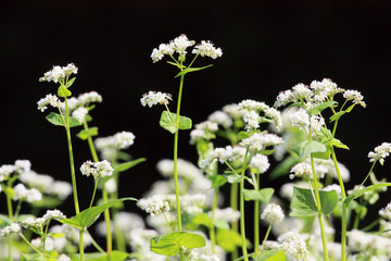 ソバの花