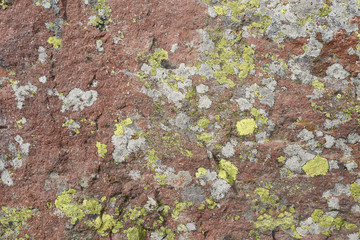 green lichen background in the stone