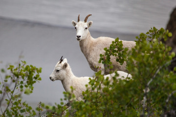 Fototapeta premium Mountain goat (Oreamnos americanus) along Seward highway, Alaska