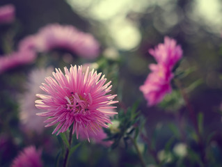 Pink and violet aster autumn flowers