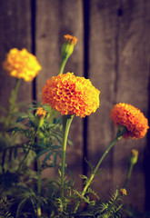 Yellow and orange marigold flowers in the garden