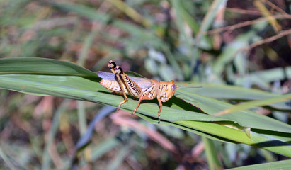 Grasshopper/wide shot of large grasshopper.