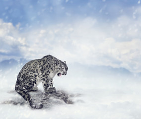 Naklejka premium Snow Leopard