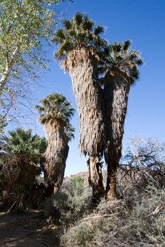 Ancient Palm trees at Cottonwoods Springs in Joshua Tree National Park