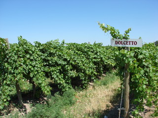 Fototapeta na wymiar Vineyard with with blue sky and dolcetto grape sign