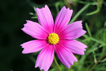 Fototapeta premium コスモス