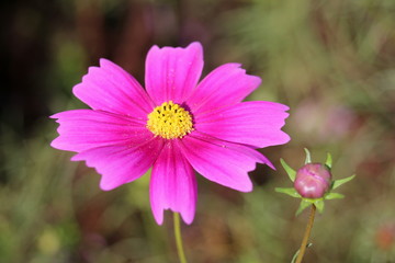 コスモス