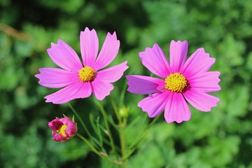 Obraz premium コスモス