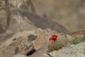 Red-flowering Claret Cup cactus grows on a rock in Mojave National Preserve in California
