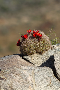 Red-flowering Claret Cup cactus grows on a rock in Mojave National Preserve in California