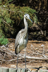 Great Blue Heron (Ardea herodias)