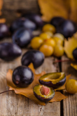 Freshly picked and washed plums