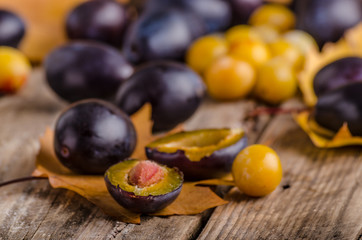 Freshly picked and washed plums