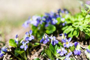violets