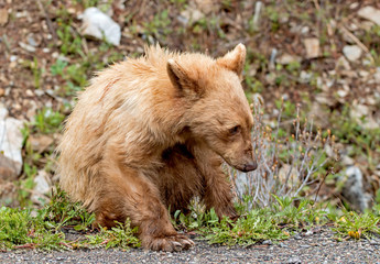 Obraz premium Cinnamon American Black Bear