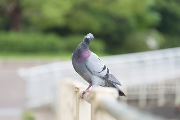 Pigeon Tilted Head
