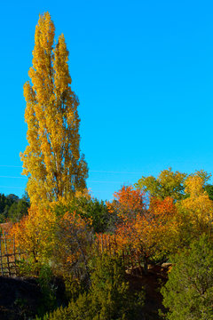 Autumn foliage on Upper Canyon Road in Santa Fe, New Mexico