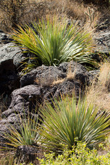Yucca grows amid a 5,000-year-old ropy lava bed at Valley of Fires NRA in New Mexico