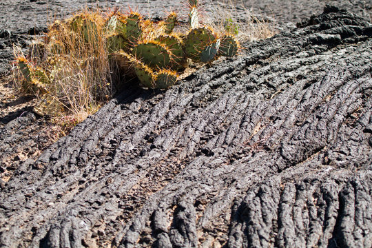 Cacti and grasses grow amid a 5,000 year old ropy lava bed at Valley of Fires NRA in New Mexico