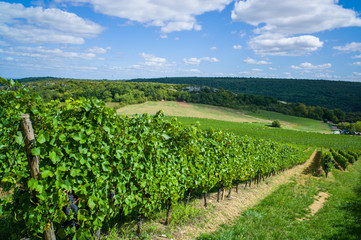Fototapeta na wymiar Vineyard in Burgundy France