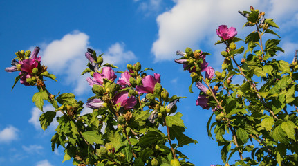 Hibiskushecke