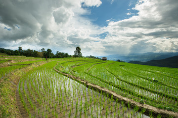 Fototapeta na wymiar Fresh terrace rice field over the mountain range and beautiful s