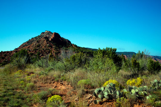 Cacti, yellow wildflowers and eroded hills at Caprock Canyons State Park in Texas