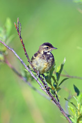 Luscinia svecica on a willow branch