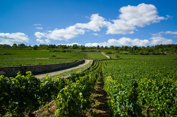 Vineyards in Burgundy