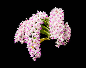 White orchid on black background