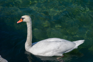 White Swan
