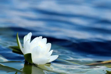 Vlies Fototapete Wasserlilien weiße Seerose