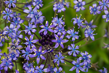 シラー・ペルビアナ