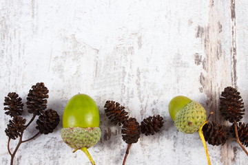 Brown alder cone and green acorn with copy space for text