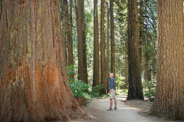 Man standing looking at huge Redwood tree in Calaveras National Big Trees State Park, California, United States