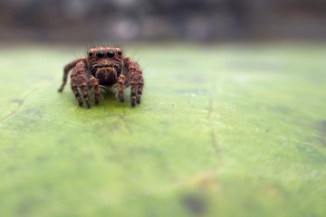jumping spider on leaf