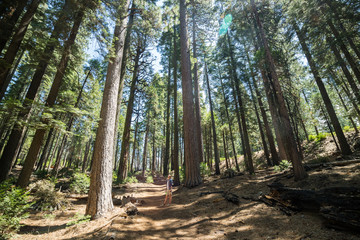 Huge Redwood trees at Calaveras National State Park, California, United States