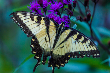 Fototapeta na wymiar A Butterfly on a flower