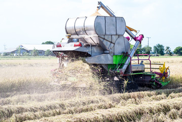 Fototapeta premium Combine harvester harvesting rice