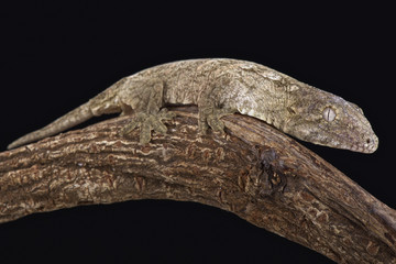 Obraz premium New Caledonian Giant Gecko (Rhacodactylus leachianus)