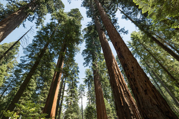 Huge Redwood trees in Calaveras National State Park, California, United States