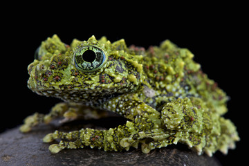 Obraz premium Mossy frog (Theloderma corticale)