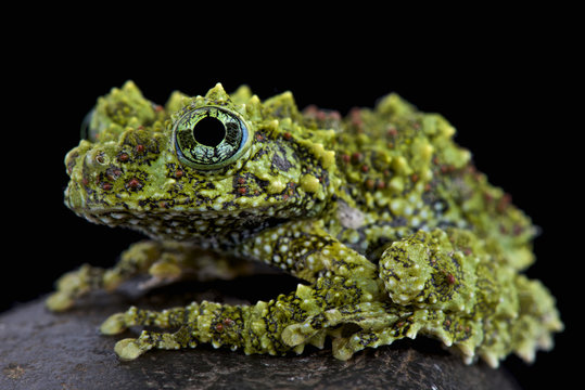 Mossy frog (Theloderma corticale)