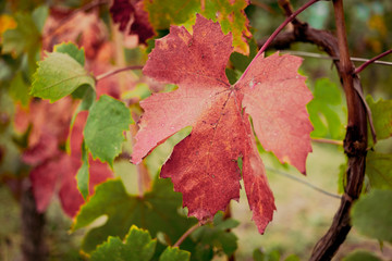 Red leaf in the vineyard