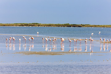 flamingos in Camargue, Provence, France