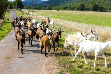 Naklejka na ściany i meble herd of goats on the road, Aveyron, Midi Pyrenees, France