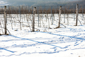 winter vineyard, Southern Moravia, Czech Republic