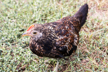 Young rooster from a poultry farm